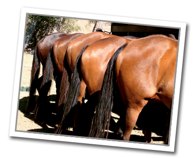 Horse rumps lined up in a row